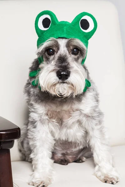 tender pet - miniature Dog Schnauzer