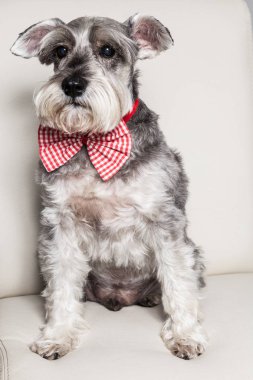 İhale evde beslenen hayvan - Minyatür Schnauzer köpek