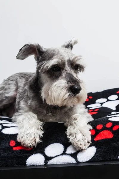 Tender pet - miniature Dog Schnauzer