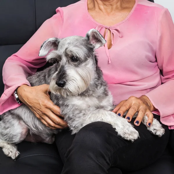 Tender pet - miniature Dog Schnauzer