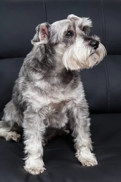 Tierna Mascota Perro Miniatura Schnauzer —  Fotos de Stock