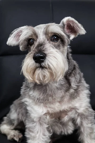 Animal Tendre Chien Miniature Schnauzer — Photo