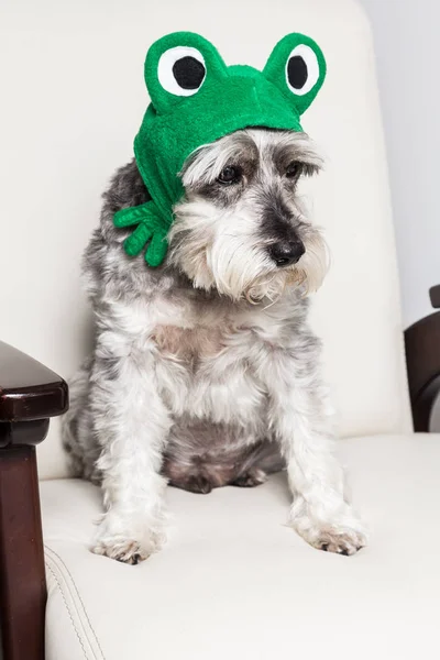 Tender pet - miniature Dog Schnauzer