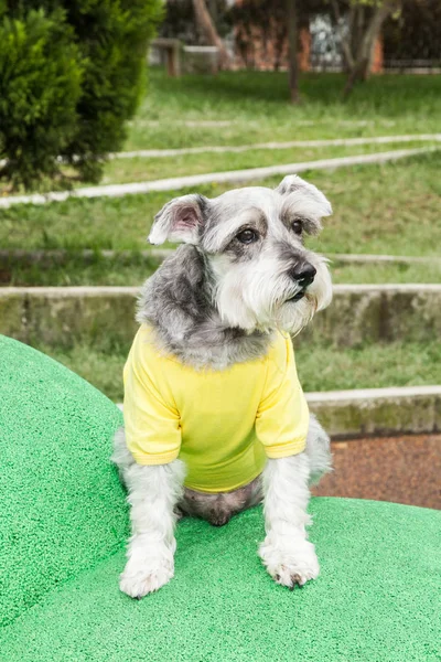 Tender pet - miniature Dog Schnauzer