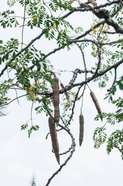 Bir Hint ağacı şubesinden asılı kuru uzun bitkisel meyveler drumstick Moringa