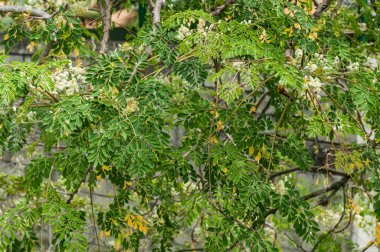 leaves and flowers of moringa tree (Moringa oleifera Lam.) Moringaceae clipart