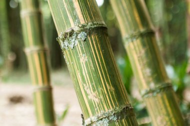 Dinlenme ve şifa güç doğal orman güzel Yeşil Bambu orman bambu şube.