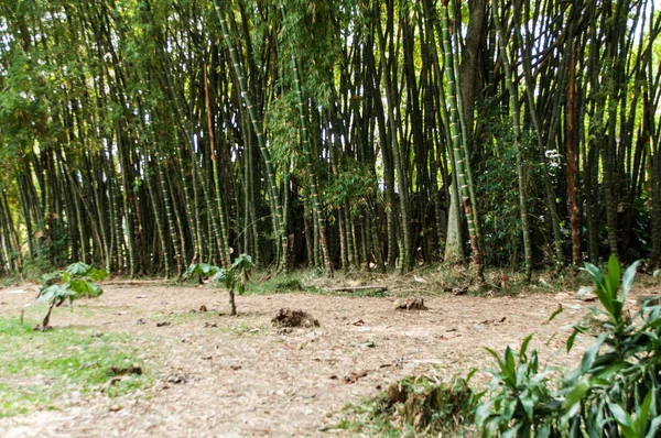 Bambu Gren Vacker Grön Bambu Skog Natur Skogen För Vila — Stockfoto