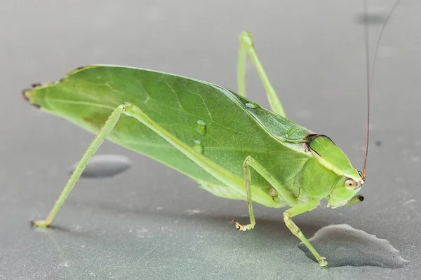 Leaf Green Leafhopper Stilpnochlora Couloniana — Stock Photo, Image