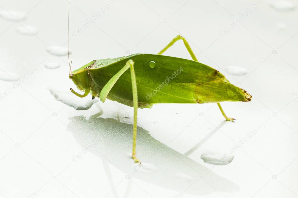 leaf green leafhopper-Stilpnochlora couloniana