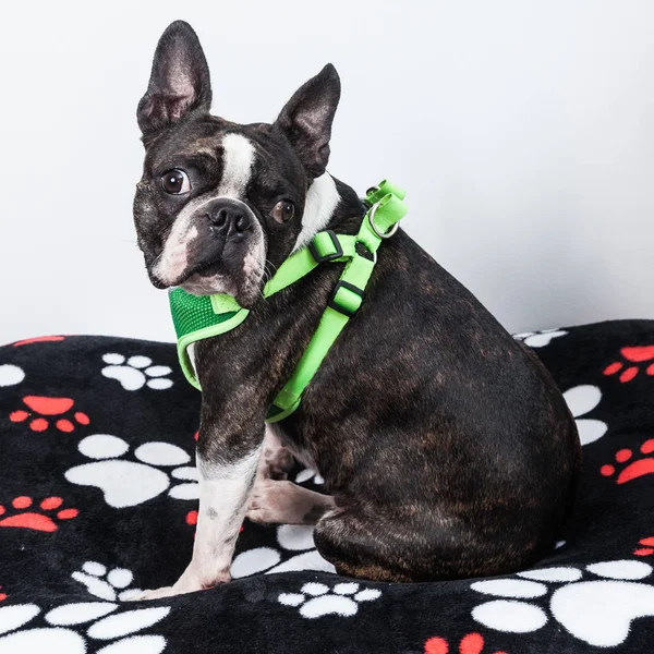 Vackert Husdjur Hund Boston Terrier — Stockfoto