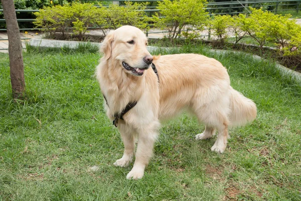 Parkta Güzel Altın Retriever Cins Orospu — Stok fotoğraf