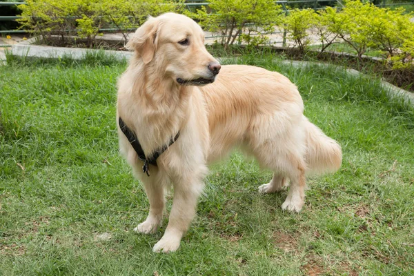 Parkta Güzel Altın Retriever Cins Orospu — Stok fotoğraf