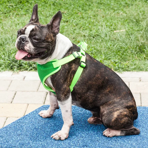 Güzel Evcil Hayvan Köpek Boston Terrier — Stok fotoğraf