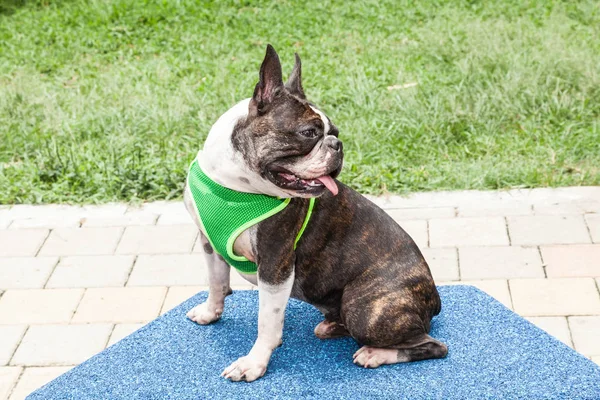 Krásný Mazlíček Pes Bostonský Teriér — Stock fotografie