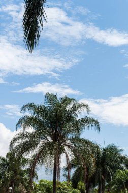 Güzel güneşli bir günde palmiye ağaçları; mavi gökyüzü