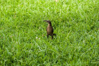 Doğa, hayvan; doğal bir ortamda kuş