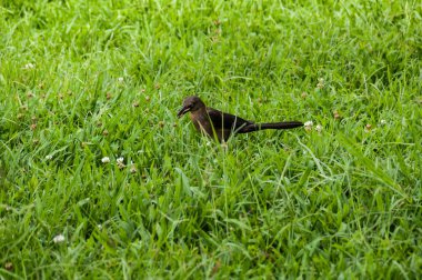 Doğa, hayvan; doğal bir ortamda kuş