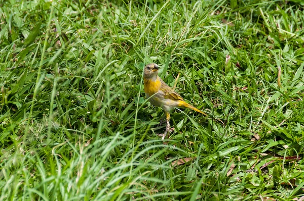 自然環境の中の鳥 — ストック写真