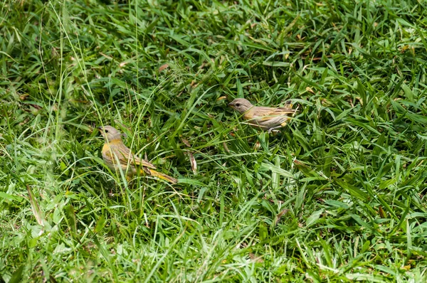 Nature Animal Oiseau Dans Environnement Naturel — Photo