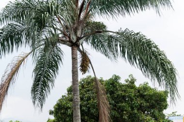 Güzel güneşli bir günde palmiye ağaçları; mavi gökyüzü