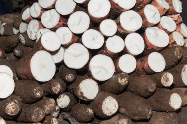 Manyok ham yumru - Manihot esculenta