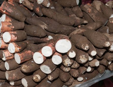 Manyok ham yumru - Manihot esculenta