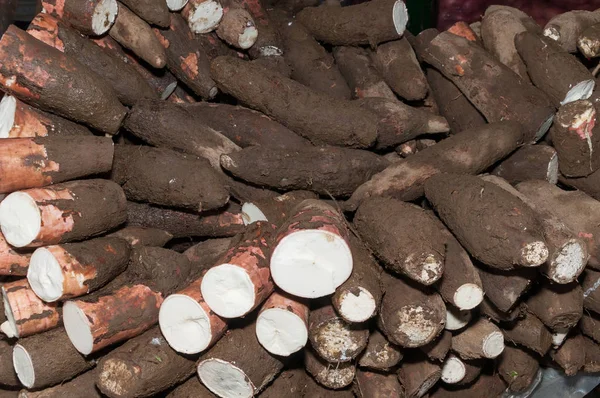 Manyok ham yumru - Manihot esculenta