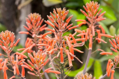 Penca Sabila 'nın Çiçeği veya Aloe Vera Asphodeloideae.