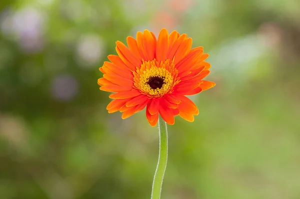 Oranžová Gerbera Krásná Okrasná Květina — Stock fotografie
