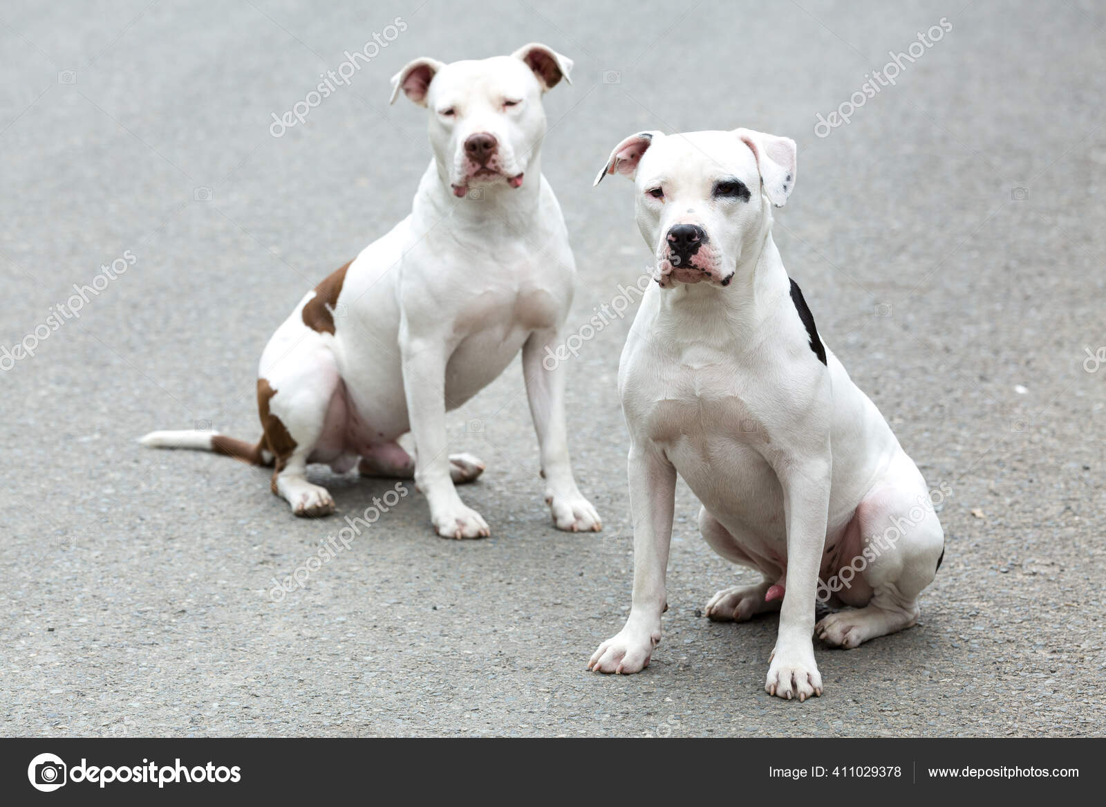 two pitbull american stanford adult dogs pets stock photo image by c gonzalocallefotografia gmail com 411029378
