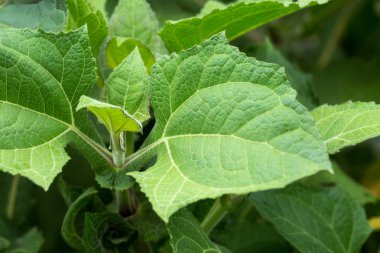 İlaç Bitkisi - Smallanthus sonchifolius; Yacon Bitkisi Yaprakları.