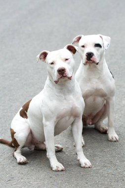 İki Pitbull Amerikan Stanford - Yetişkin Köpekler Hayvanları.