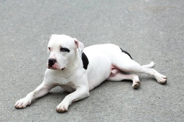 Bir Pitbull Amerikan Stanford Yetişkin Köpek Evcil Hayvanı.