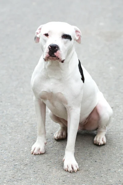 Bir Pitbull Amerikan Stanford Yetişkin Köpek Evcil Hayvanı.