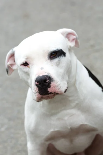 Bir Pitbull Amerikan Stanford Yetişkin Köpek Evcil Hayvanı — Stok fotoğraf