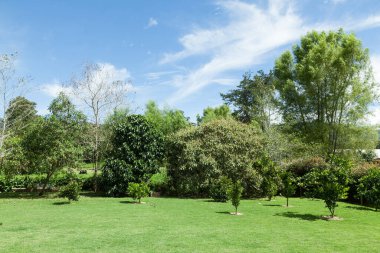 Ağaçlarla ve mavi gökyüzüyle güzel doğal manzara.