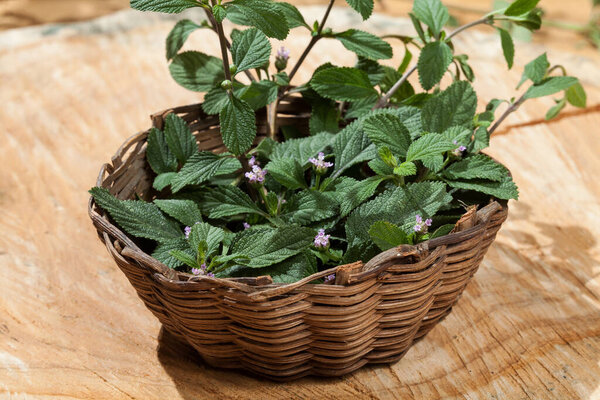 Lippia alba - Fresh leaves of soon relief medicinal plant.