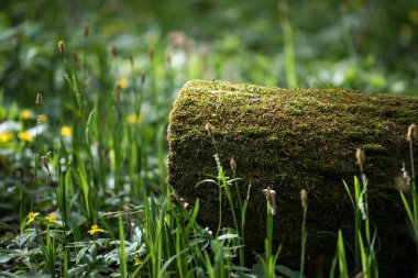 Bahar ormanında yosun kaplı ağaç gövdesi. Yeşil yosun ve kır çiçeklerinin doğal bir ormanlık alanda yetiştiği yakın plan.