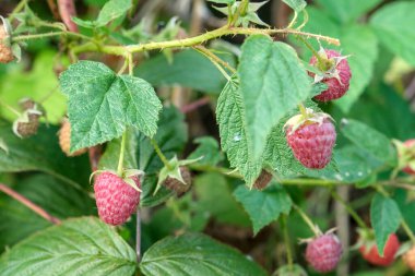Ripe raspberry growing on a branch with green leaf in a garden, showing natural summer fruit ready for harvest outdoors.