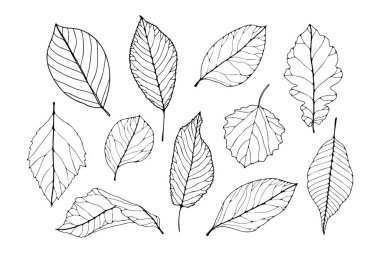 Beyaz arka planda izole edilmiş el çizimi yapraklar. Sonbahar yeşillik vektör çizimi