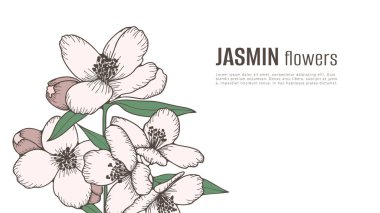 Çiçek kartı ya da yasemin çiçekleri. El çizimi çiçek çizimi