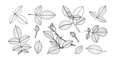 Gül çiçekleri, yapraklı dallar ve beyaz arka planda izole edilmiş tomurcuklar. Dalları ve yaprakları olan gül çiçeklerinin el çizimi ya da taslağı.