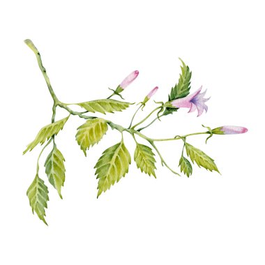 Amber çiçeğinin suluboya yeşil yaprakları. Yapraklı el boyası dal, pembe tomurcuklar ve beyaz arka planda izole edilmiş minik kelebekler. Hassas bir bitki. Hibiscus çayı, şurup, kozmetik tasarım elementi