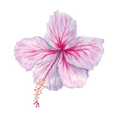 Suluboya pembe ve beyaz amber çiçeği. Beyaz arka planda el boyaması çiçek açmış. Gerçekçi narin çiçek elementi. Hibiscus çayı, şurup, kozmetik, güzellik, moda baskıları ve tasarımlar.