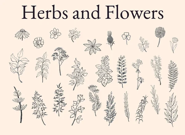 Ilustracja zbiór szkiców ziół, roślin i kwiatów — Wektor stockowy