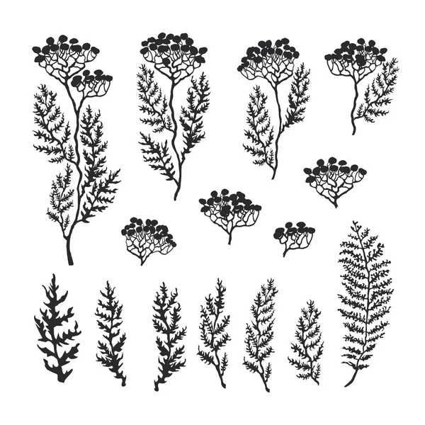 Ensemble d'illustrations d'herbes, de plantes et de fleurs croquis — Image vectorielle