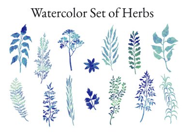 Illustration set of herbs, plants and flowers sketches clipart