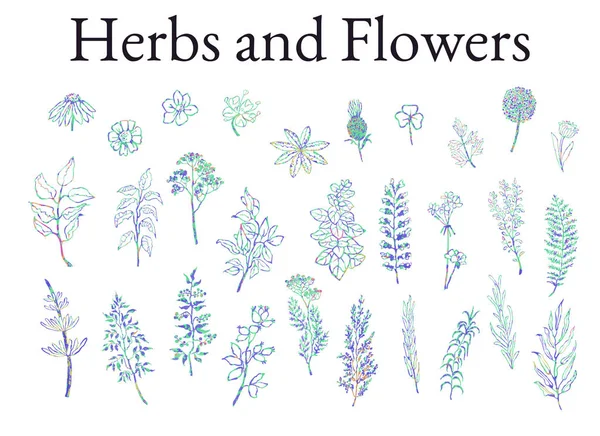 Ensemble d'illustrations d'herbes, de plantes et de fleurs croquis — Image vectorielle