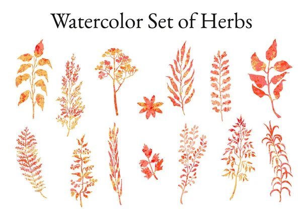 Иллюстрационный набор трав, растений и цветов — стоковый вектор